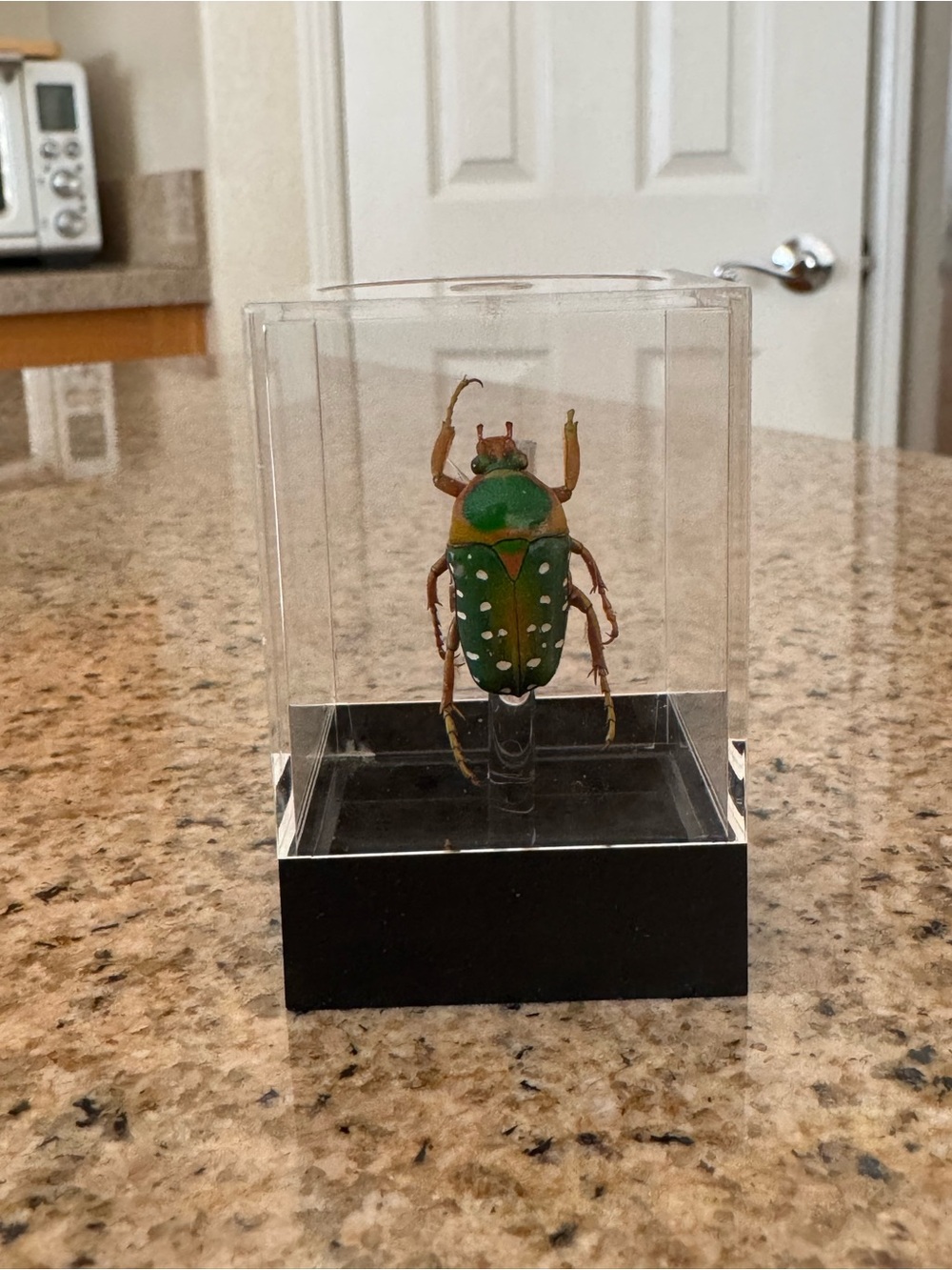 Decorative Green Beetle Display in Clear Acrylic Case
